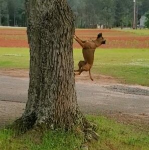 A dog climbing a tree in Georgia 